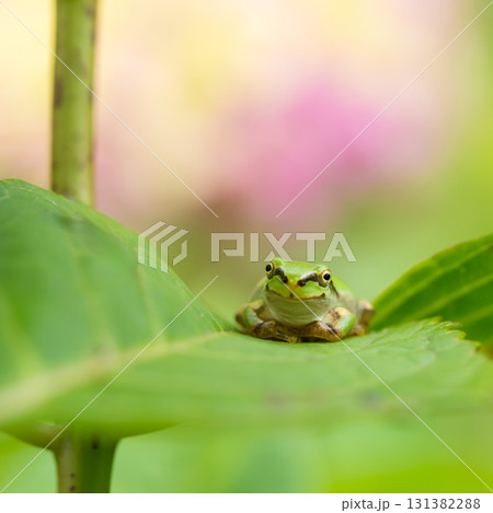 あじさいの葉の上で微笑むアマガエル 131382288