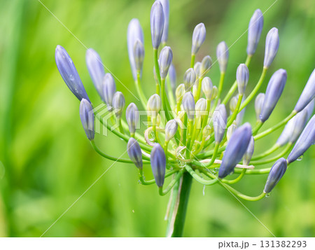 雨粒を纏ったアガパンサスのつぼみ 131382293