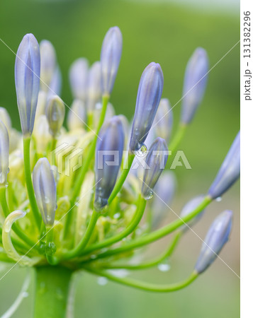 雨に濡れたアガパンサス 131382296