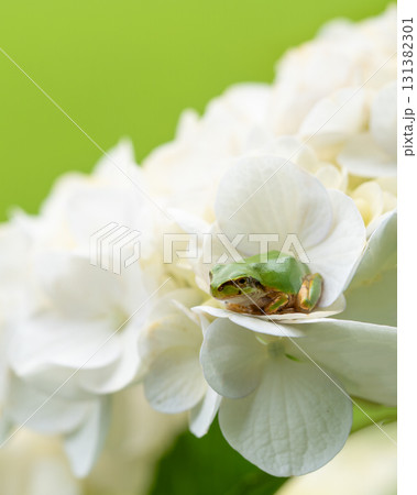 アジサイの白い花びらに埋もれるアマガエル 131382301