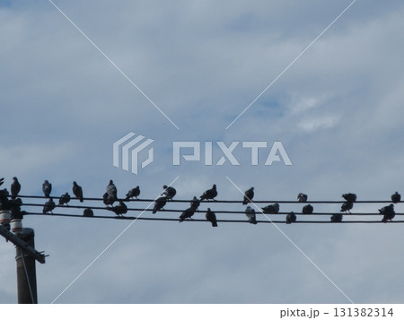 電線に鳩の音符 131382314