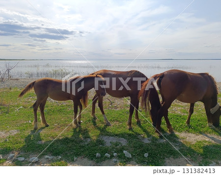 Two horses and a foal are grazing on the river bank 131382413