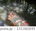 池で泳ぐ鯉 131382695