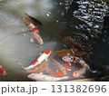 池で泳ぐ鯉 131382696