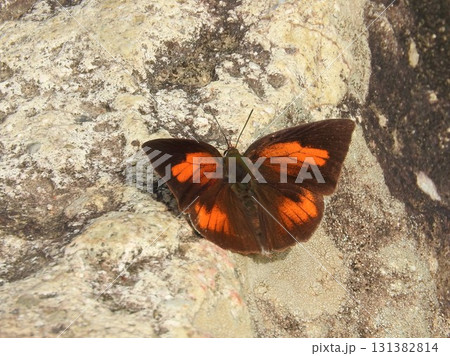 開帳した大型のシジミチョウ「ウラギンシジミ」 開帳した大型のシジミチョウ「ウラギンシジミ」 131382814