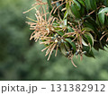 シリブカガシの果実と雄花の花殻 131382912