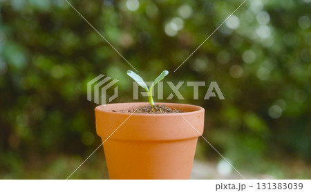 エコイメージ：素焼きの鉢と双葉が生えた苗 131383039