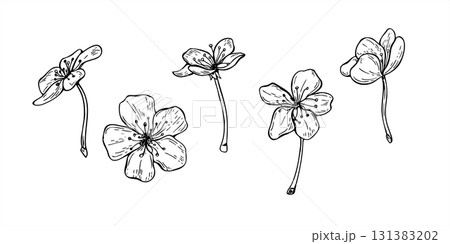 Monochrome vector illustration of fruit tree blossoms. Set of plum, peach, apricot, almond or apple single flowers. Floral spring etching elements for botanical designs, posters, invitation 131383202