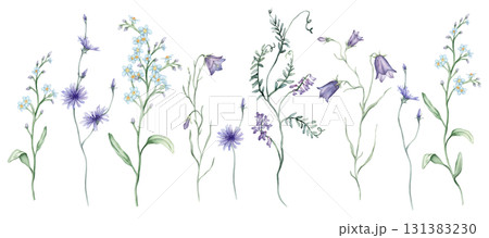 Watercolor set of Blue purple meadow flowers. Botanical bluebell and forget-me-nots and Mouse Pea Flowers. Hand drawn illustration with pencil strokes. Chicory flower officinalis plant Watercolor set of Blue purple meadow flowers. Botanical bluebell and forget-me-nots and Mouse Pea Flowers. Hand drawn illustration with pencil strokes. Chicory flower officinalis plant 131383230