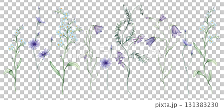 Watercolor set of Blue purple meadow flowers. Botanical bluebell and forget-me-nots and Mouse Pea Flowers. Hand drawn illustration with pencil strokes. Chicory flower officinalis plant Watercolor set of Blue purple meadow flowers. Botanical bluebell and forget-me-nots and Mouse Pea Flowers. Hand drawn illustration with pencil strokes. Chicory flower officinalis plant 131383230