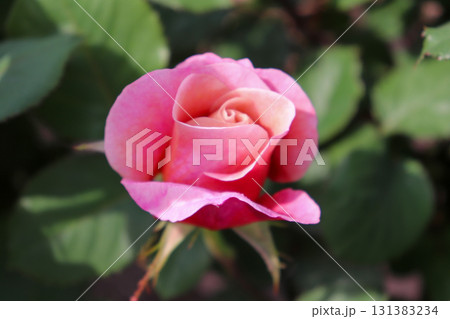 淡くて優しいピンクのバラ 131383234