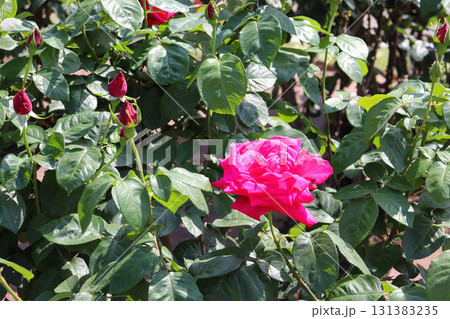 鮮やかなピンクのバラ 131383235