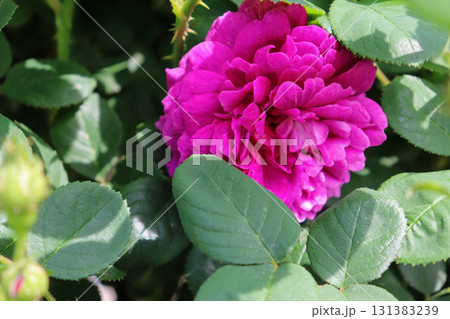 鮮やかなピンクのバラ 131383239