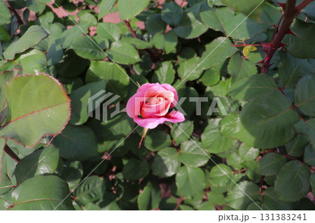 淡くて優しいピンクのバラ 131383241