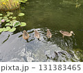 水辺に浮かぶ鴨 131383465