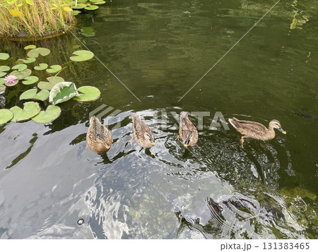 水辺に浮かぶ鴨 131383465