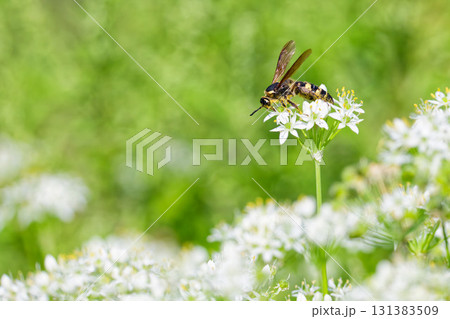 河原の白い花に留まるオオモンツチバチ 河原の白い花に留まるオオモンツチバチ 131383509