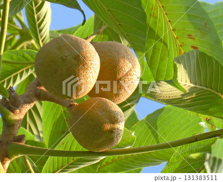 日本の素朴な和菓子、とち餅。栃の実がなる風景の写真 131383511