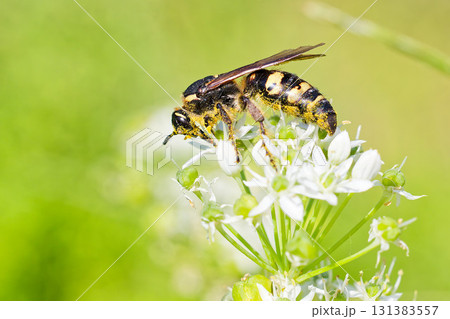 ニラの花に留まるオオモンツチバチ 131383557