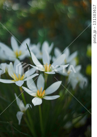 白いタマスダレの花 131383617