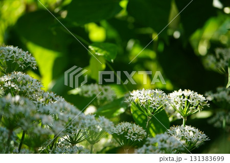 朝陽に輝くニラの花 朝陽に輝くニラの花 131383699