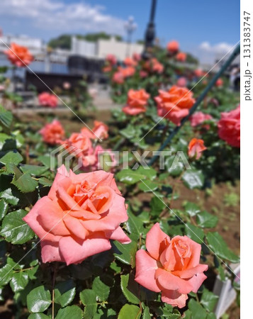 薔薇 131383747