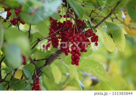 秋の鮮やかな赤実・朝鮮五味子 131383844