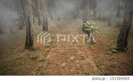 Forest with foggy trees and a path. The scene is scary and mysterious. Dramatic smoke or fog effect. Mockup. Copy Space. Wallpaper or Halloween background 131384093