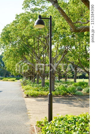 真っ青な夏の青空に向かって高く伸びる街灯と公園の緑が調和する爽やかな風景 真っ青な夏の青空に向かって高く伸びる街灯と公園の緑が調和する爽やかな風景 131384390