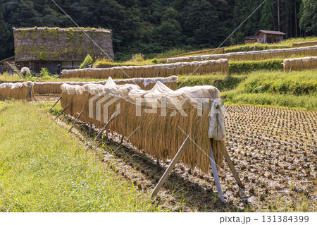白川郷の合掌造り家屋と稲のはさ掛け風景 131384399