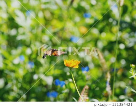 ホシホウジャク華麗なホバリング ホシホウジャク華麗なホバリング 131384421