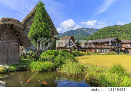 白川郷の合掌造り集落と田んぼと鯉の池の風景 131384514