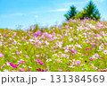 北海道の青空とコスモス畑 131384569