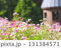 色とりどりのコスモス畑 131384571