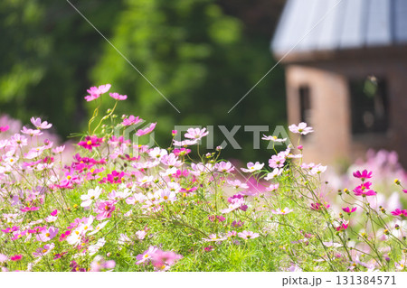 色とりどりのコスモス畑 131384571
