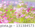 淡いピンクのコスモス畑 131384573