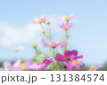 透ける花弁のコスモス 131384574