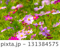 秋のコスモス畑 131384575