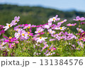 山の上に咲くコスモス畑 131384576