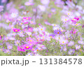 淡い小さな花が咲くコスモス畑 131384578