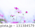 コスモスの透けた花弁 131384579