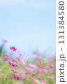 背景画像用のコスモス畑 131384580