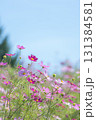 北海道の秋の青空とコスモス 131384581