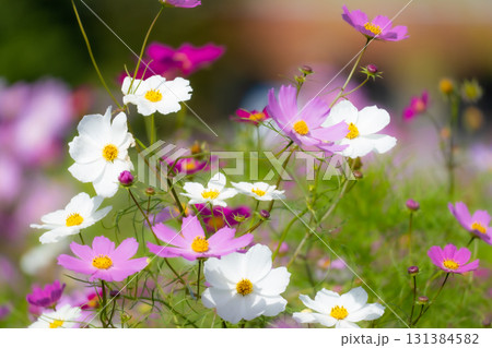 コスモスの花と蕾 コスモスの花と蕾 131384582