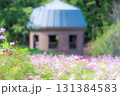 コスモス畑と古い塔 131384583