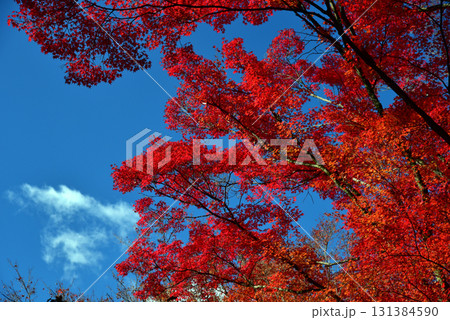 紅葉に包まれた秋 紅葉に包まれた秋 131384590