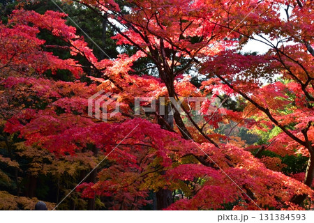 紅葉に包まれた秋 紅葉に包まれた秋 131384593