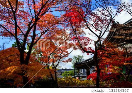 紅葉に包まれた秋の今熊野観音寺 紅葉に包まれた秋の今熊野観音寺 131384597