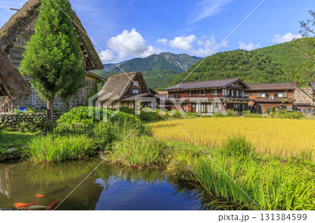 白川郷の合掌造り集落と田んぼと鯉の池の風景 白川郷の合掌造り集落と田んぼと鯉の池の風景 131384599