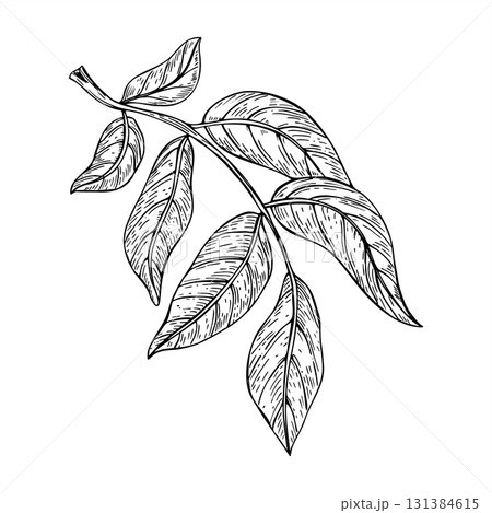 Monochrome vector illustration of walnut tree branch with leaves painted by black inks. Etching drawing of foliage for organic food packaging, herbal product labels, garden center design. Monochrome vector illustration of walnut tree branch with leaves painted by black inks. Etching drawing of foliage for organic food packaging, herbal product labels, garden center design. 131384615